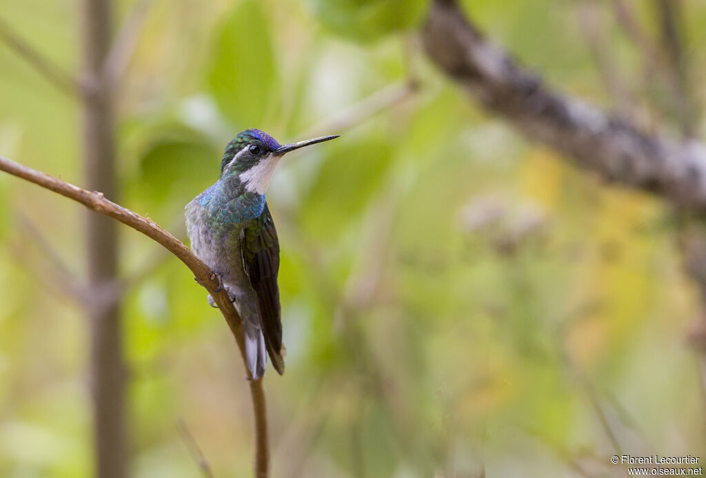 Colibri à queue grise mâle