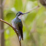 Colibri à queue grise