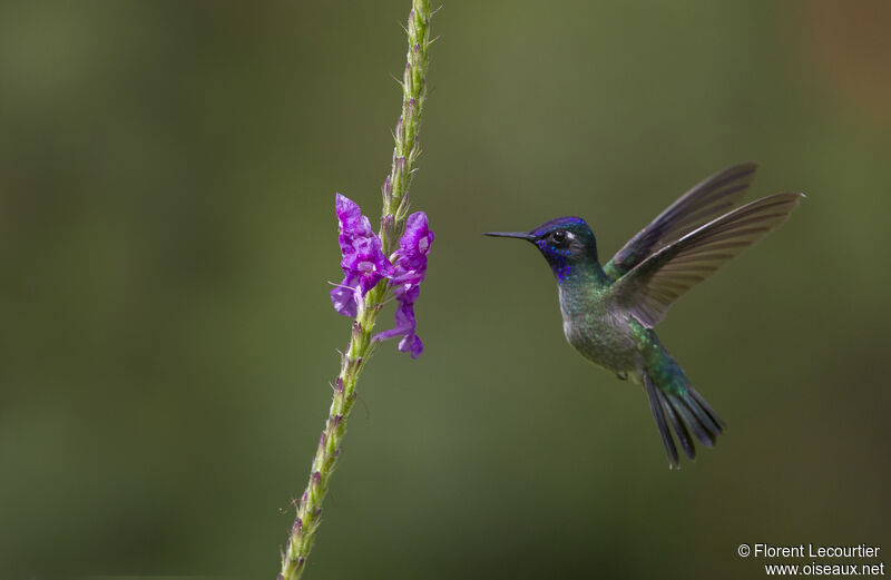 Violet-headed Hummingbird male