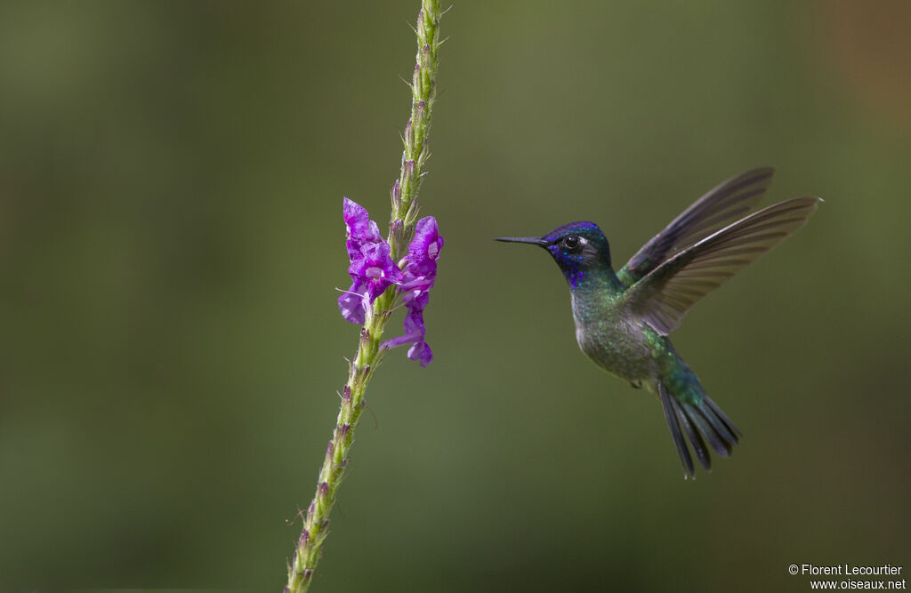 Colibri à tête violette mâle