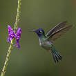 Colibri à tête violette