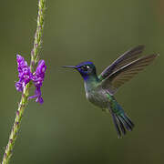 Colibri à tête violette