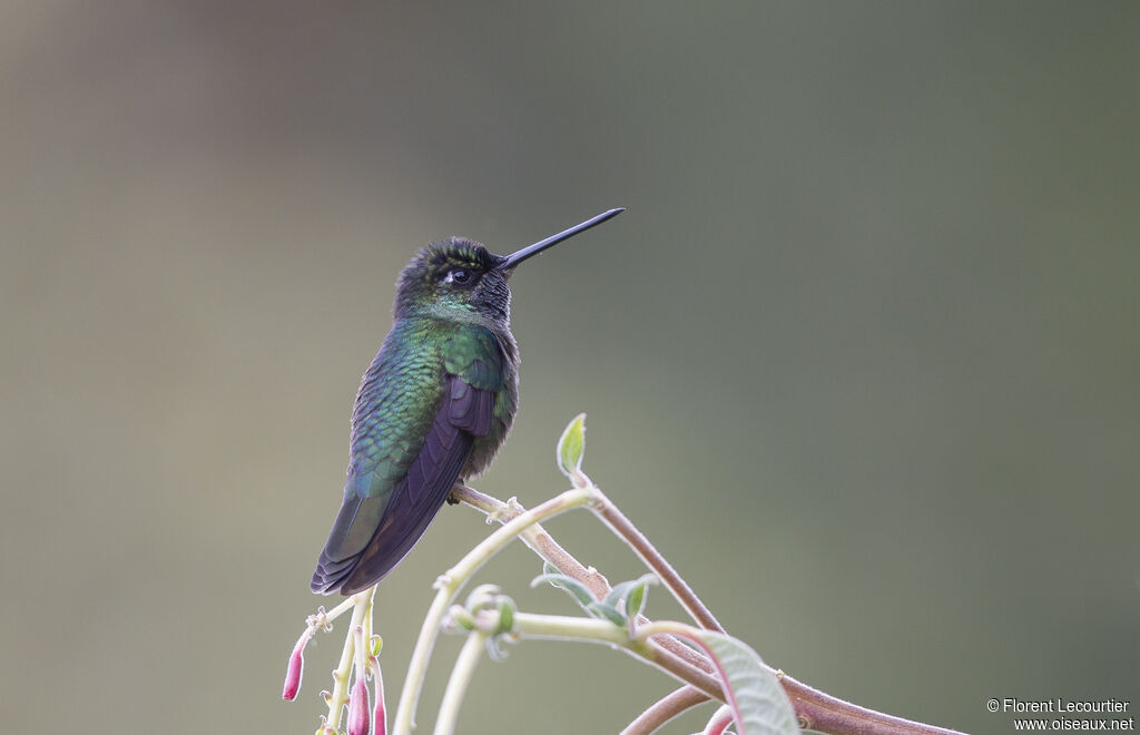 Colibri admirable mâle