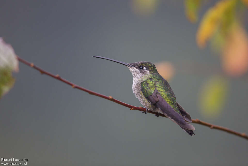 Colibri admirable femelle adulte, identification