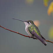 Talamanca Hummingbird