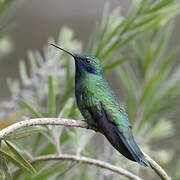 Sparkling Violetear