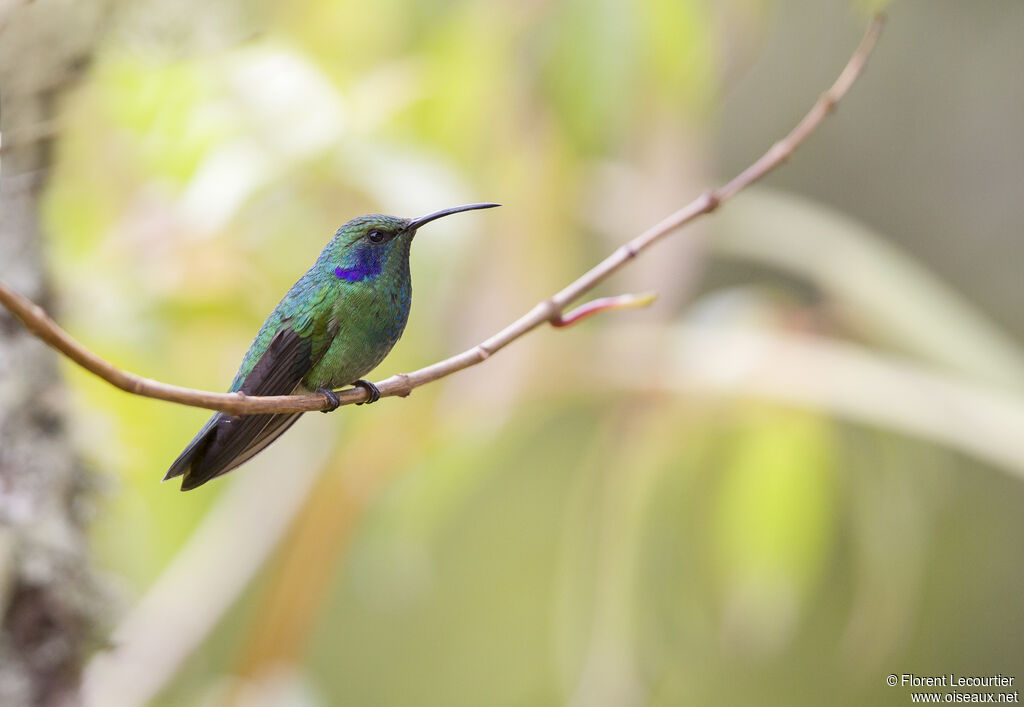 Colibri cyanote