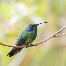 Colibri cyanote