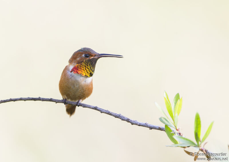 Allen's Hummingbird male
