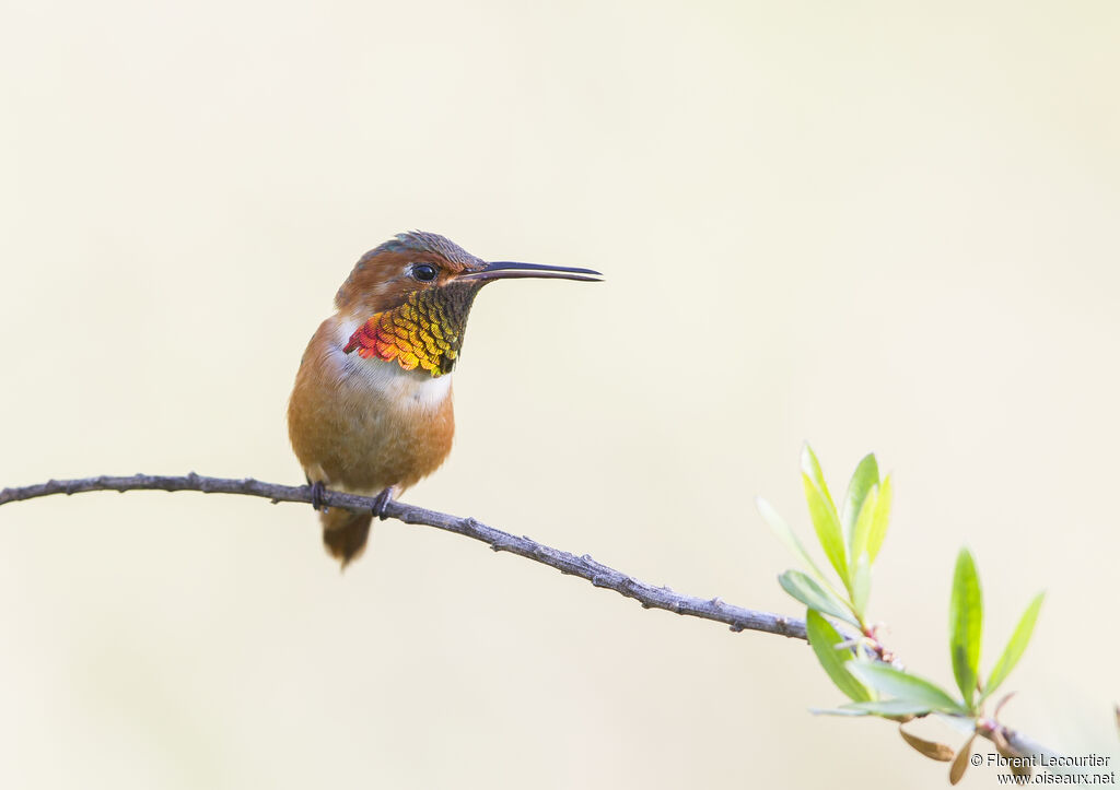 Colibri d'Allen mâle