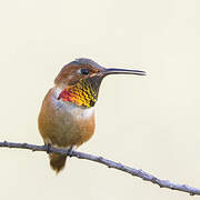 Allen's Hummingbird