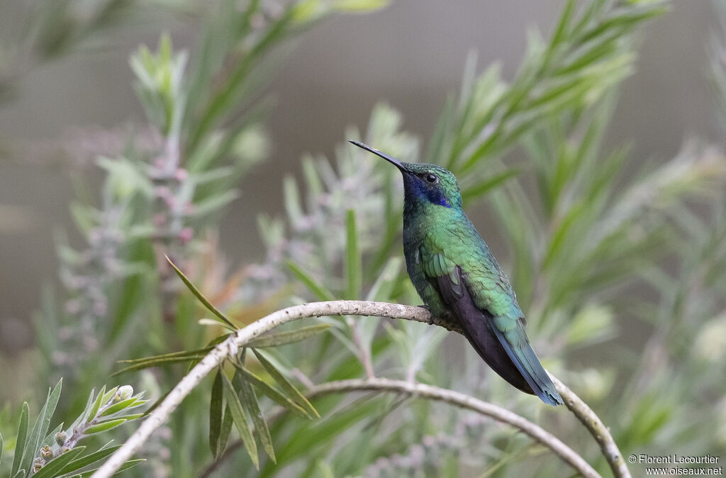 Colibri d'Anaïs