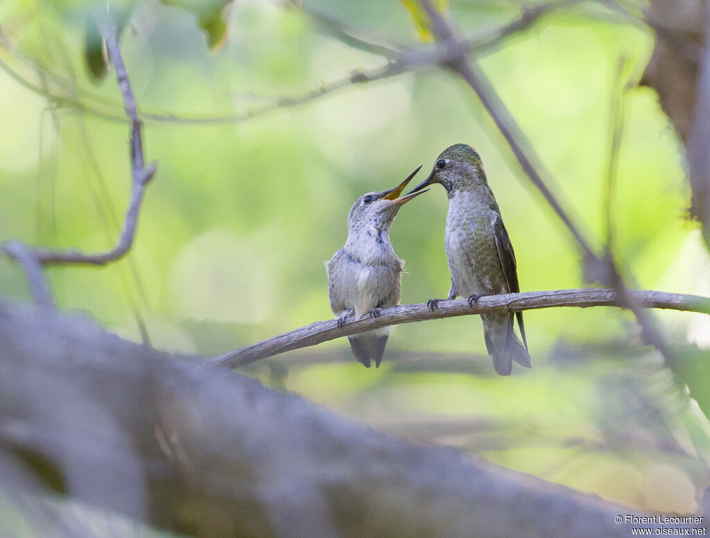 Anna's Hummingbird