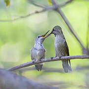 Anna's Hummingbird