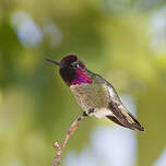 Colibri d'Anna