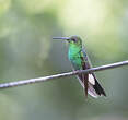 Colibri de Buffon