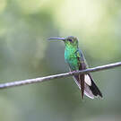 Colibri de Buffon