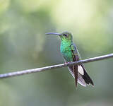 Colibri de Buffon