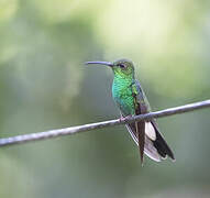 Colibri de Buffon