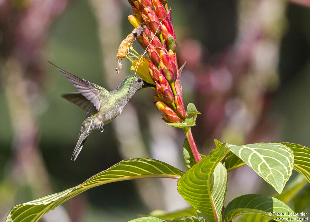 Scaly-breasted Hummingbird