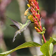 Scaly-breasted Hummingbird