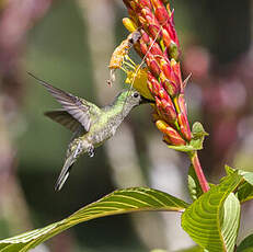 Colibri de Cuvier