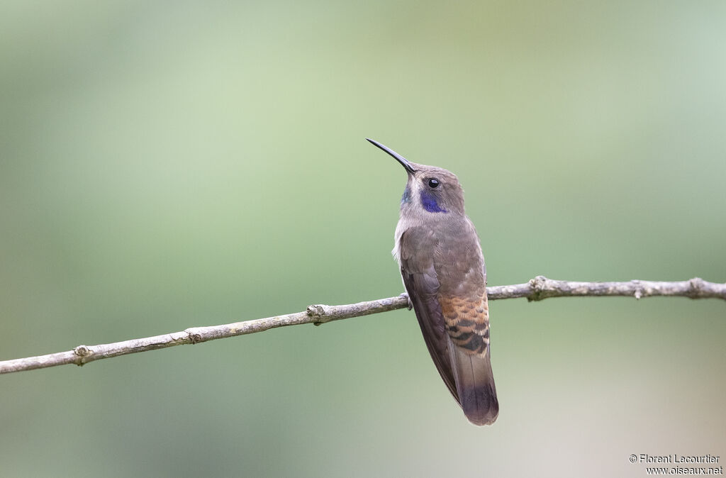 Brown Violetear