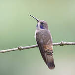 Colibri de Delphine