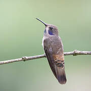 Brown Violetear