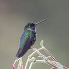 Colibri de la Talamanca