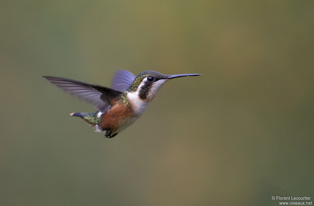 Colibri de Mulsant femelle