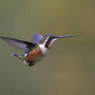 Colibri de Mulsant