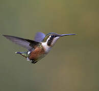 White-bellied Woodstar