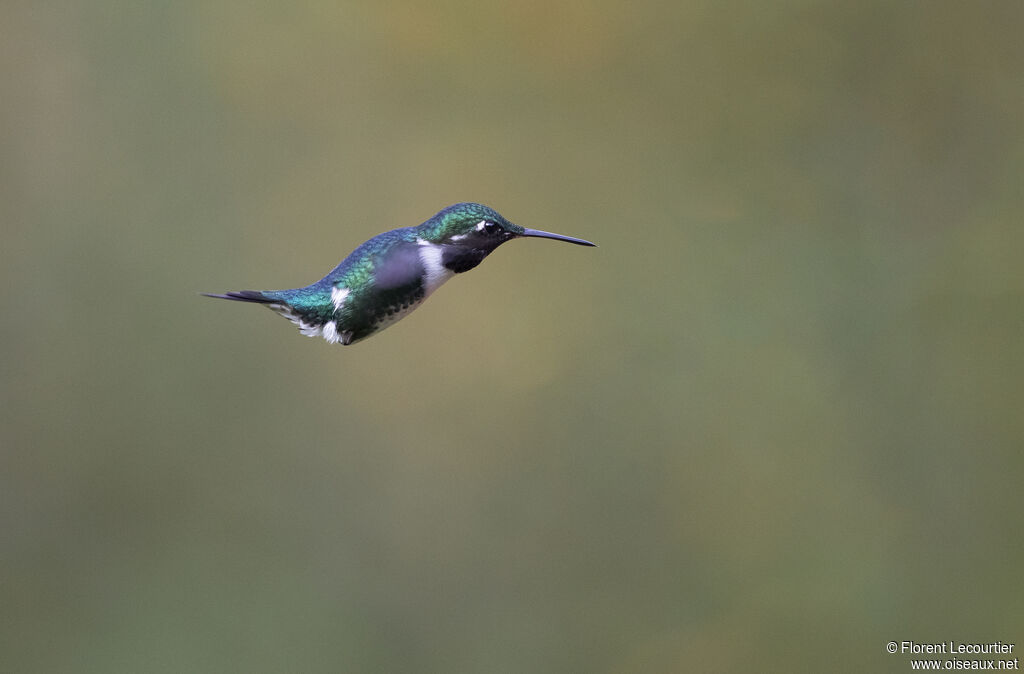 Colibri de Mulsant mâle