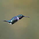Colibri de Mulsant