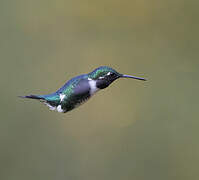 White-bellied Woodstar