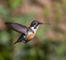 Colibri de Santa Marta