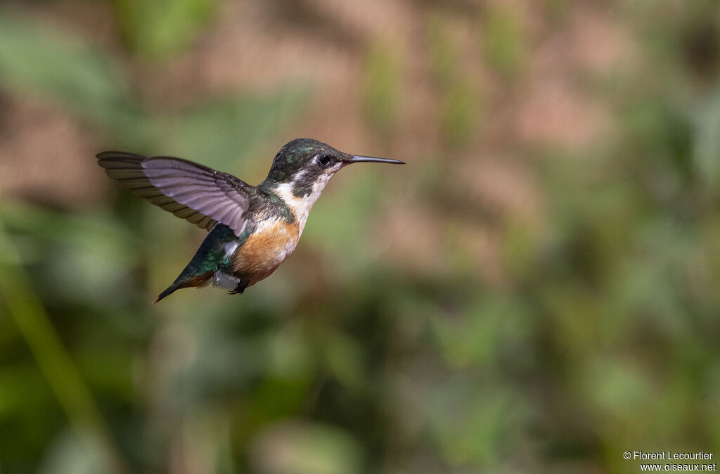 Colibri des Santa Marta femelle