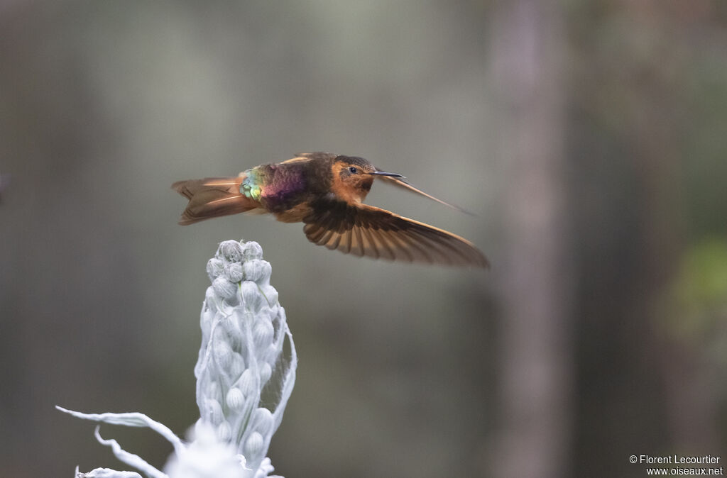 Colibri étincelant