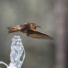Colibri étincelant
