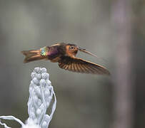 Colibri étincelant