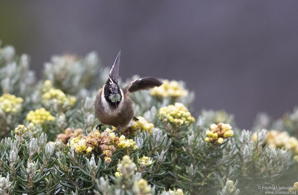 Buffy Helmetcrest male immature