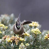 Colibri fauve