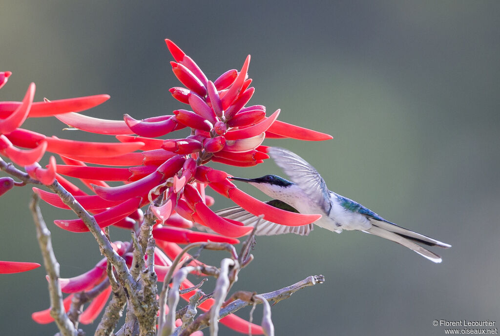 Purple-crowned Fairy