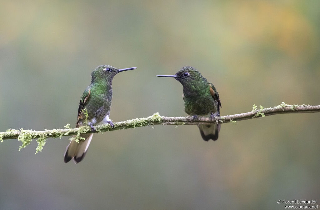 Colibri flavescent