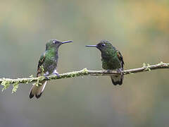 Buff-tailed Coronet