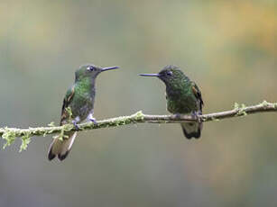 Colibri flavescent