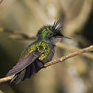 Colibri huppé