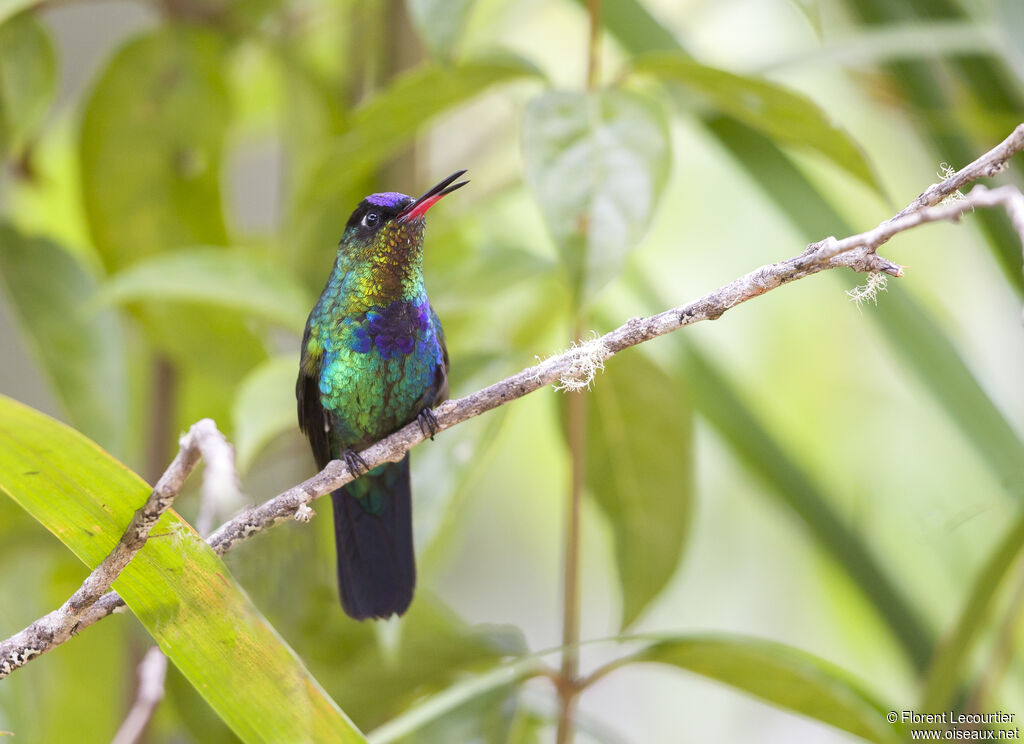 Fiery-throated Hummingbird