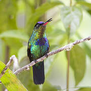 Fiery-throated Hummingbird